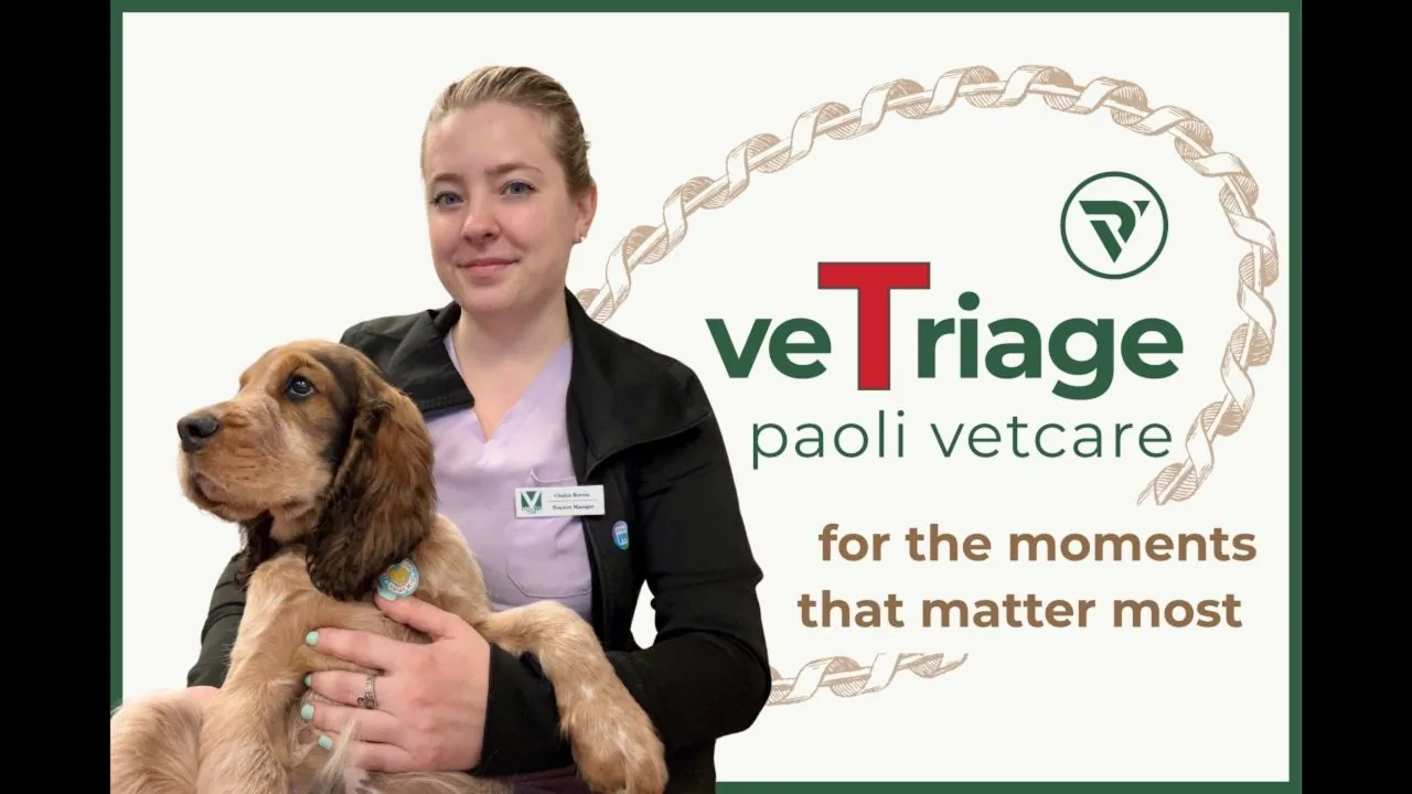 veTriage 獸醫檢傷分類示範，畫面中有一位獸醫護理人員和一隻狗