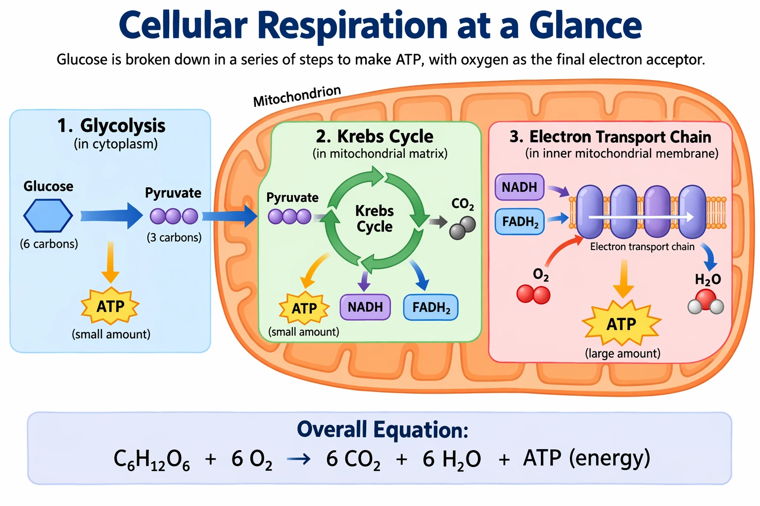 Classroom diagram of cellular respiration — GPT Image 2.5 Sunburst